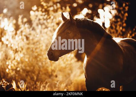 Portrait de cheval Noriker Banque D'Images