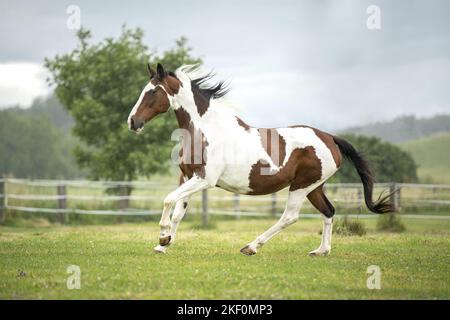 Pinto au galop Banque D'Images