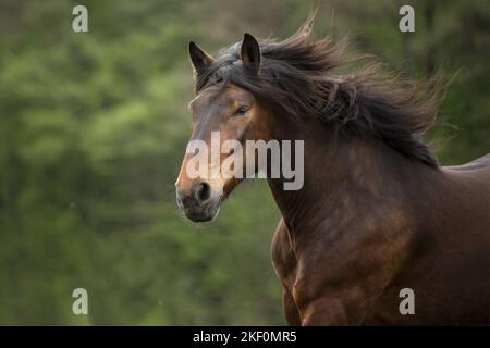 Portrait de cheval Noriker Banque D'Images