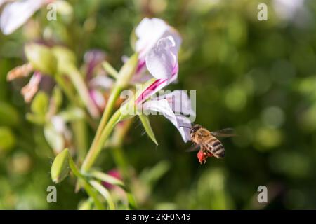 Une abeille vole autour d'une fleur blanche pour recueillir le nectar Banque D'Images