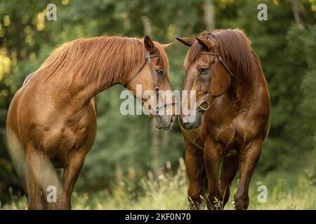 2 hottes autrichiennes Banque D'Images