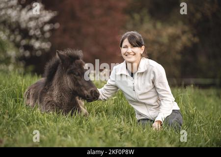 Icelandic Horse foal Banque D'Images