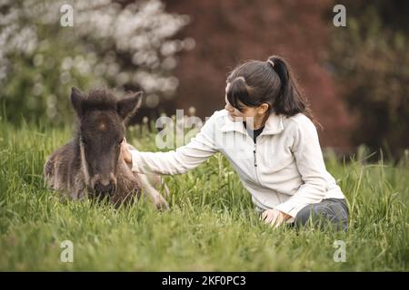 Icelandic Horse foal Banque D'Images