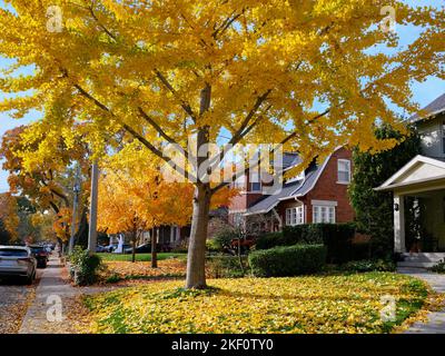 Rue résidentielle suburbaine avec une rangée d'érable de Norvège dans de belles couleurs d'automne jaune doré Banque D'Images