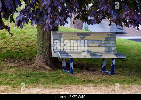 Un banc d'écaillage de peinture abîmé se trouve sous un arbre Banque D'Images