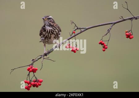 Oiseau de Redwing se nourrissant de baies rouges perchées sur une branche Banque D'Images