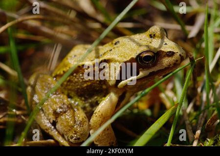 Grenouille commune (Rana Temporia) Banque D'Images