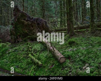 Vieux dommages causés par la tempête montrant des systèmes racinaires exposés dans la forêt de Strachur par Balliemeanoch. Strachur. Argyll et Bute. Écosse Banque D'Images