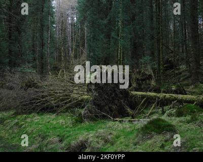 Vieux dommages causés par la tempête montrant des systèmes racinaires exposés dans la forêt de Strachur par Balliemeanoch. Strachur. Argyll et Bute. Écosse Banque D'Images