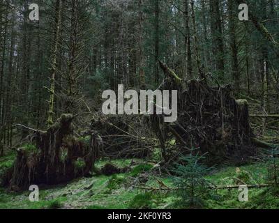 Vieux dommages causés par la tempête montrant des systèmes racinaires exposés dans la forêt de Strachur par Balliemeanoch. Strachur. Argyll et Bute. Écosse Banque D'Images