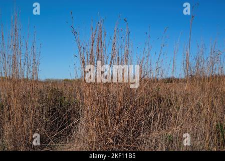 Un stand de grand bluestem dans le soleil d'automne. Il s'agit d'une espèce de haute herbe indigène des grandes plaines et des régions herbeuses du centre et de l'est des États-Unis. Banque D'Images