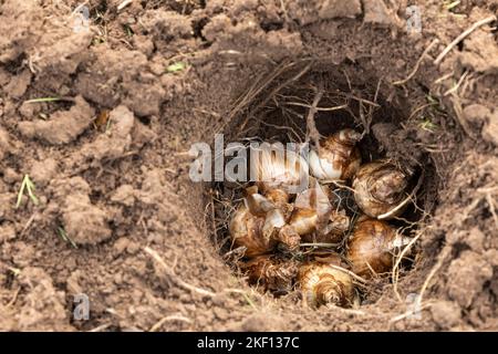 Fulda, Allemagne. 15th novembre 2022. Les ampoules des plantes se trouvent dans un trou pendant les travaux sur le site du prochain salon des jardins de l'État. Mardi, le programme du State Garden Show 2023 à Fulda sera présenté. Credit: Hannes P. Albert/dpa/Alay Live News Banque D'Images