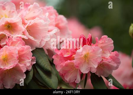 Belles fleurs de Rhododendron blanc rose. Le cœur des fleurs a un délicat motif jaune tacheté. Banque D'Images