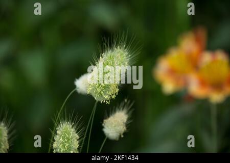 Quelques herbes veloutées avec une inflorescence moelleuse sur le côté gauche de l'image avec des fleurs orange sur le fond flou sur le côté droit. Banque D'Images