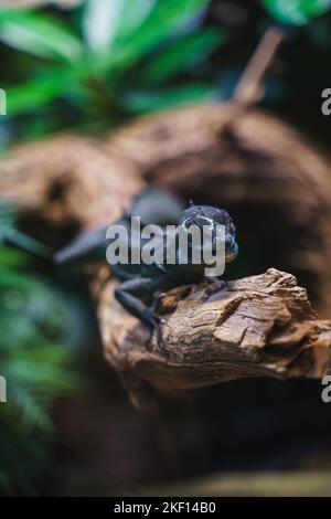 Un cliché vertical d'un moniteur d'arbre noir (Varanus beccarii) sur une branche d'arbre sur un arrière-plan flou Banque D'Images