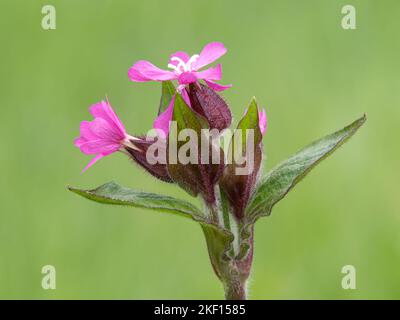 Campion rouge, Silene dioica, gros plan de fleur Banque D'Images