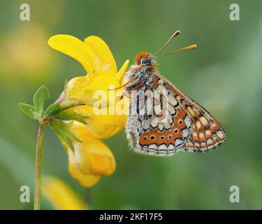 Papillon fritillaire de marais (Euphydryas aurina) perché sur le pied d'oiseau, le trèfle. Tipperary, Irlande Banque D'Images