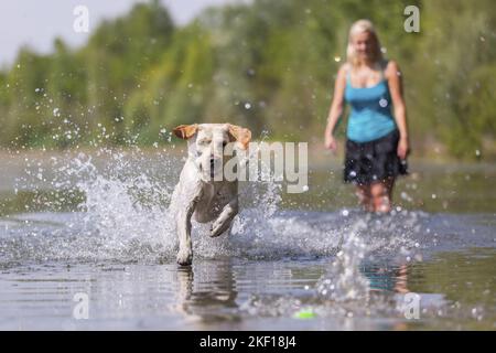 Femme avec Labrador Retriever Banque D'Images