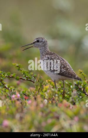 Bruchwasserläufer, Bruch-Wasserläufer, Wasserläufer, Tringa glareola, Bois Sandpiper, le Chevalier sylvain Banque D'Images