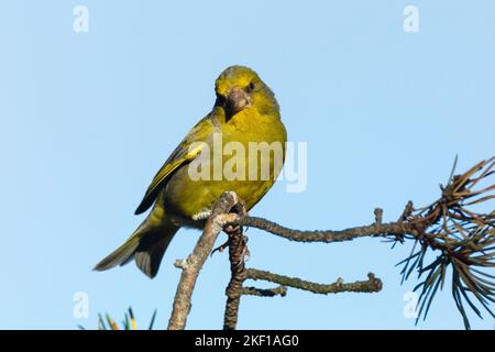 Grünfink, Grünling, Männchen, Grün-Fink, Chloris chloris, Carduelis chloris, greenfinch, homme, Verdier d'Europe Banque D'Images