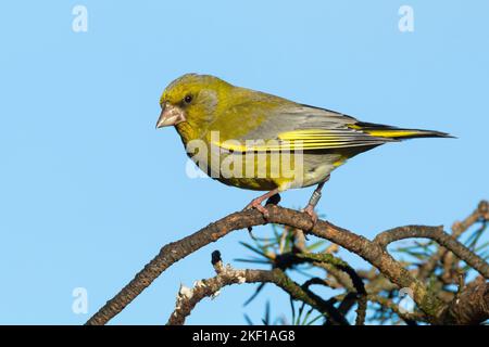 Grünfink, Grünling, Männchen, Grün-Fink, Chloris chloris, Carduelis chloris, greenfinch, homme, Verdier d'Europe Banque D'Images