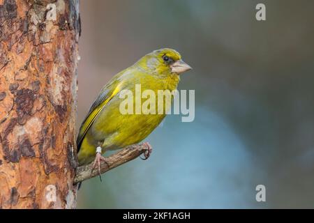 Grünfink, Grünling, Männchen, Grün-Fink, Chloris chloris, Carduelis chloris, greenfinch, homme, Verdier d'Europe Banque D'Images