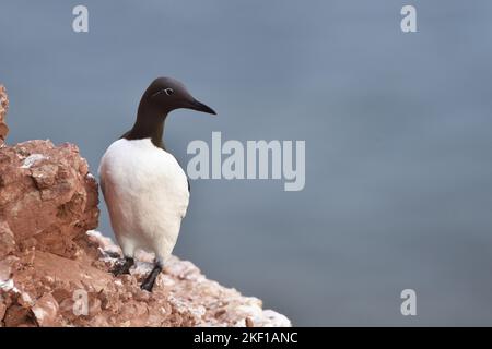 guillemot à colonne debout Banque D'Images