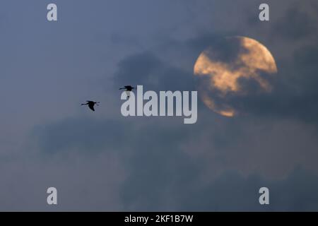 grues communes Banque D'Images