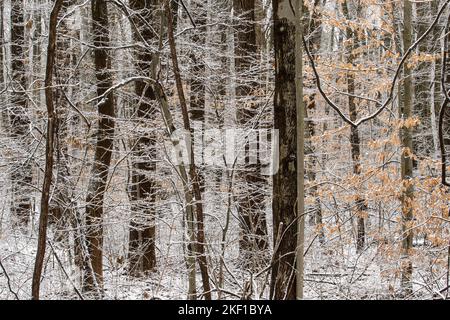 Forêt à feuilles caduques avec neige légère d'hiver, Indiana State Line I 94 West, Indiana, États-Unis Banque D'Images