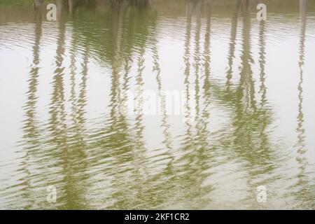 Palmiers dans le brouillard se reflète dans un étang, Llano Grande RV Resort, Mercedes, Texas, Etats-Unis Banque D'Images
