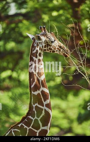 Portrait de girafe Banque D'Images