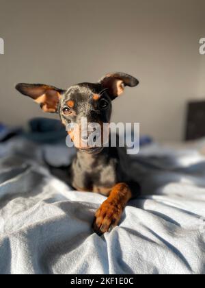 Un foyer vertical sélectif d'un Pinscher miniature de 6 mois sur un lit Banque D'Images