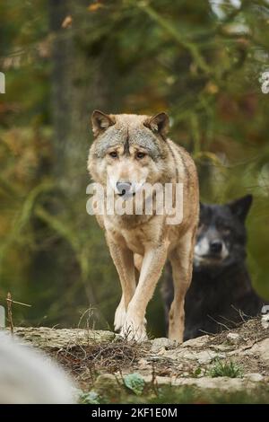 loups de l'est Banque D'Images