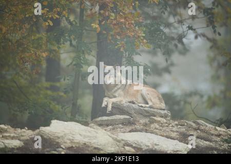 loup de l'est Banque D'Images