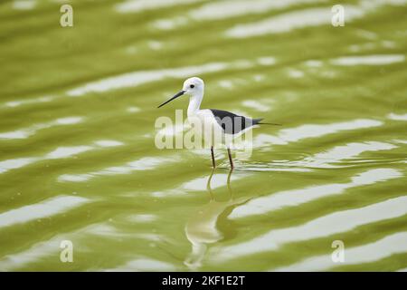 Black-winged stilt Banque D'Images