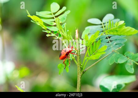 Un gros plan d'un insecte de feu asiatique sur une branche d'arbre sous la lumière du soleil avec un arrière-plan flou Banque D'Images