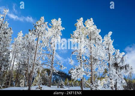 Arbres dépolies à Beryl Spring, parc national de Yellowstone, Wyoming, États-Unis Banque D'Images