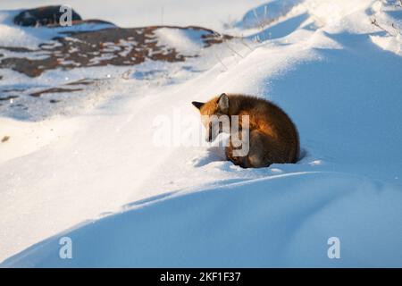 Red Fox, Churchill, Manitoba Banque D'Images