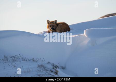Red Fox, Churchill, Manitoba Banque D'Images