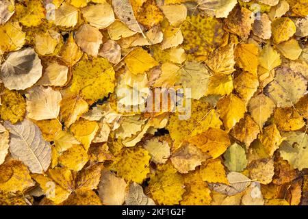 Automne jaune feuilles tombées sur le flotteur sur l'eau, texture de fond. Feuilles d'automne colorées dans l'étang de lac wate. La saison d'automne laisse dans une flaque de pluie. Ensoleillé a Banque D'Images