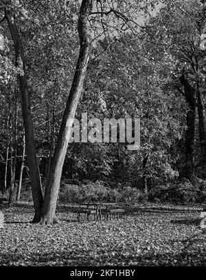 Photo en noir et blanc d'un bois ou d'une forêt après la saison d'automne. Avec une table de pique-nique. Banque D'Images