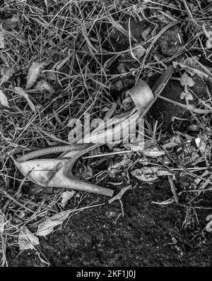 Abandonné et perdu la chaussure de femme rose dans une allée. Concept perdu. Photographie en noir et blanc Banque D'Images