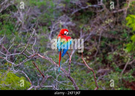 Un macaw rouge et vert (Ara chloropterus) se prêtant, Buraco das Araras, un gouffre près de Jardim, au sud du Pantanal, Mato Grosso do Sul, Brésil Banque D'Images