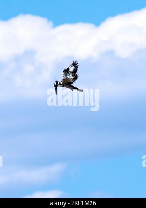 Le Pied Kingfisher est le seul membre de la famille à passer régulièrement le curseur sur l'eau pour fournir une plate-forme d'observation stable. Banque D'Images