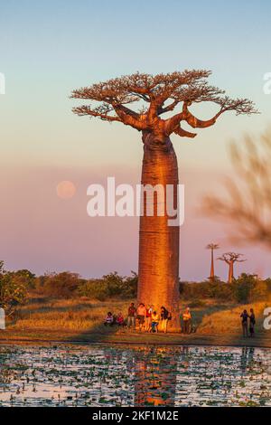 MORONDOVA, MADAGASCAR - JUIN 2014 : touriste au géant Baobab regardant le coucher du soleil sur l'allée des baobabs, Madagascar Banque D'Images