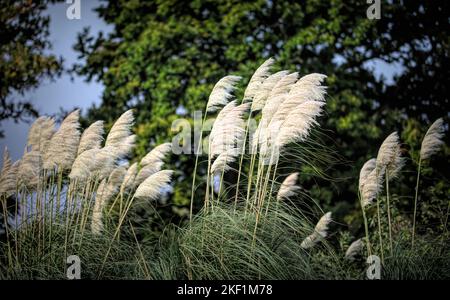 Un gros plan de l'herbe de pampas poussant dans un champ sous la lumière du soleil avec un fond flou Banque D'Images