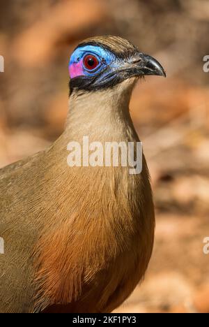 Giant Coua Coua gigas -, grand terrain d'oiseaux endémique dans l'Ouest de Madagascar forêt sèche. Blue head. Banque D'Images