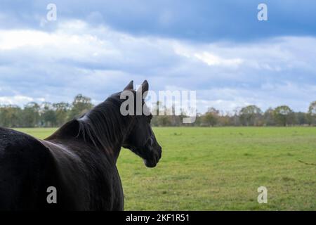 un beau cheval errant seul dans la prairie. Cheval noir. Banque D'Images