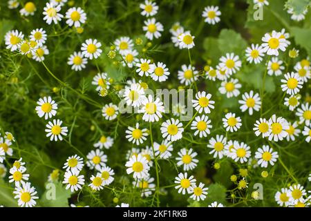 Fleurs de camomille en plein air. Plantes médicales en saison de floraison Banque D'Images