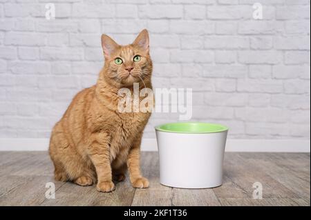 Chat de gingembre à côté d'une fontaine pour animaux de compagnie regardant l'appareil photo. Banque D'Images